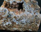Agatized Dinosaur Bone Chunk - Polished Faces #7840-2